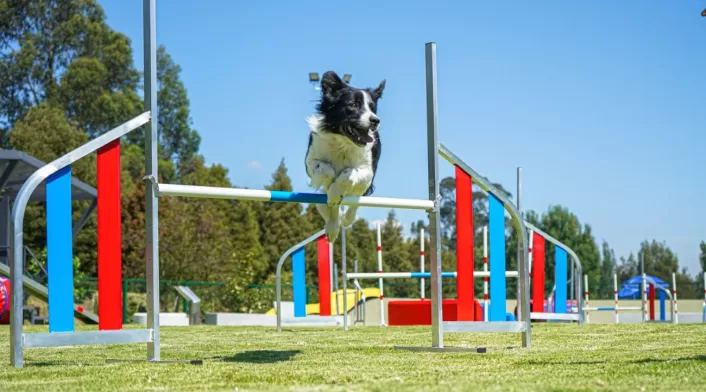competencia canina competencia canina en parque del club Bellavista Bogotá