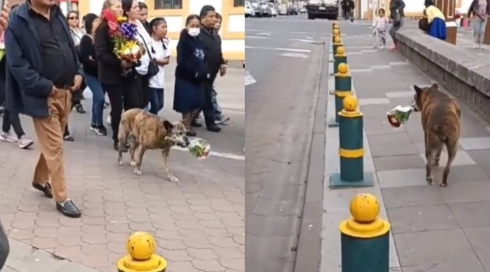 Perrita llevó flores al funeral de su amo Perrita llevó flores al funeral de su amo