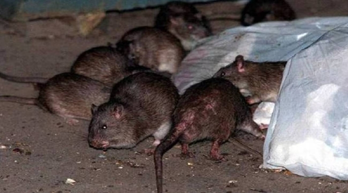 Ratones en Bogotá Ratones en Bogotá