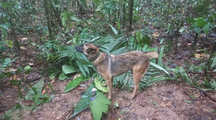 Wilson, el perro que encontró a los niños perdidos en el Guaviare Wilson, el perro que encontró a los niños perdidos en el Guaviare