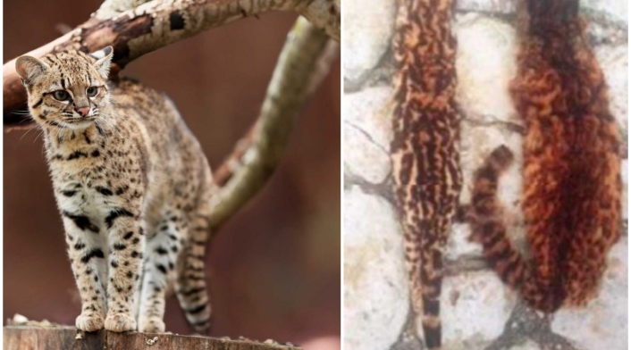 Descubren una nueva especie de felino en Colombia: 'El gato de Nariño' Descubren una nueva especie de felino en Colombia: 'El gato de Nariño'