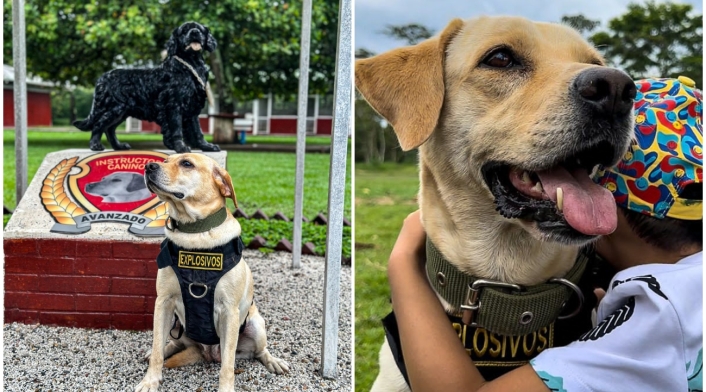 Ada, perrita que quedó ciega erradicando cultivos ilícitos Ada, perrita que quedó ciega erradicando cultivos ilícitos