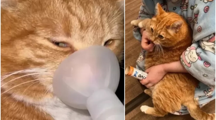 Mujer gastó más de $130 millones para tratamiento de su gato Mujer gastó más de $130 millones para tratamiento de su gato