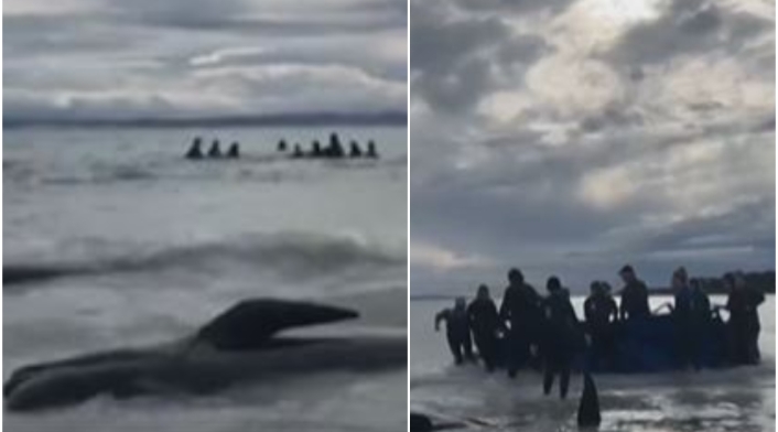 Más de 50 ballenas murieron al quedarse varadas en una playa Más de 50 ballenas murieron al quedarse varadas en una playa