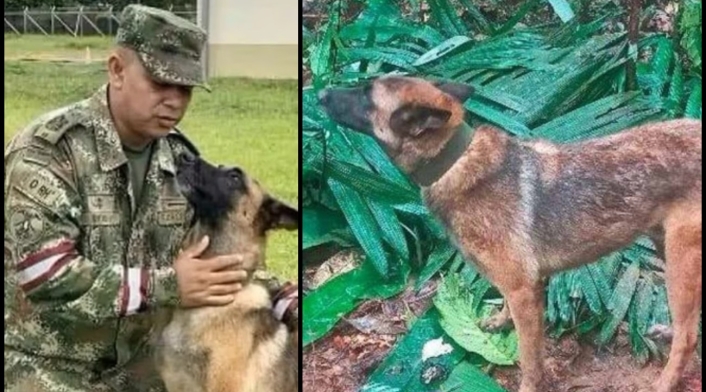 Rescate de Wilson: guía del perro aún sigue buscándolo en la selva tras más de 40 días perdido