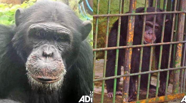 Chimpancés asesinados en el bioparque Ukumarí Chimpancés asesinados en el bioparque Ukumarí
