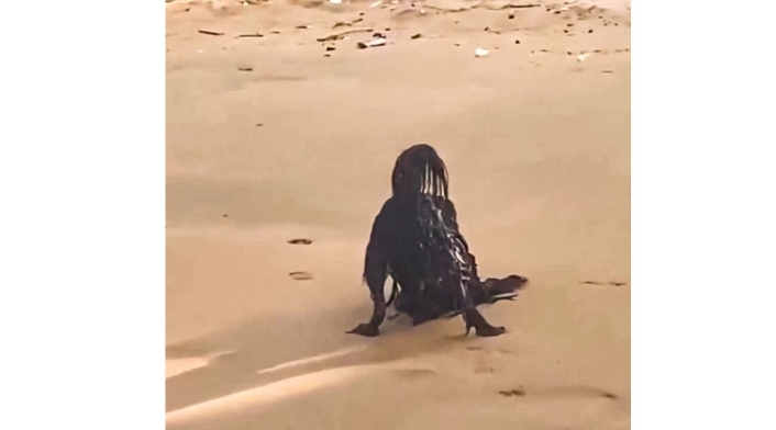 Criatura extraña en la playa