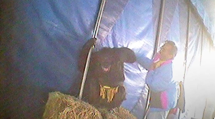 Pancho en el Circo Hermanos gasca Pancho en el Circo Hermanos gasca