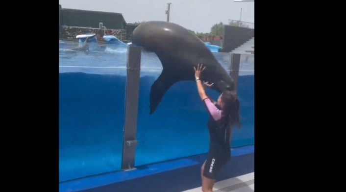 León marino cae sobre entrenadora León marino cae sobre entrenadora
