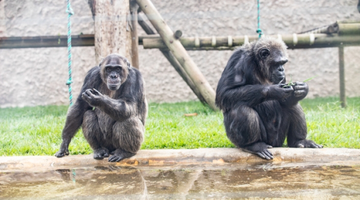 Chimpancés Ukumarí