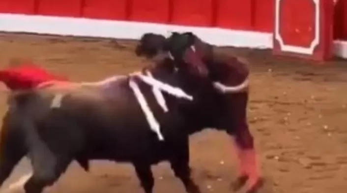 Toro herido Toro herido