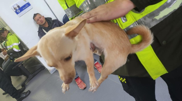 Perrita del extranjero Perrita del extranjero