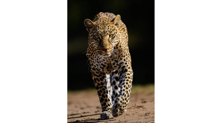 Babuinos atacan a un leopardo