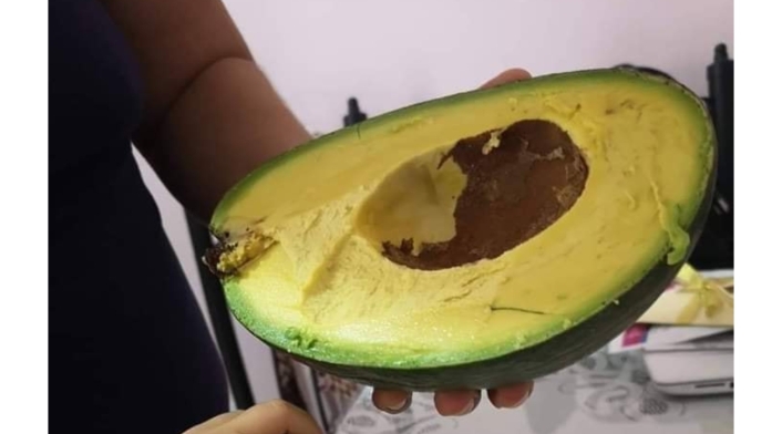 Aguacate gigante de Yucatán