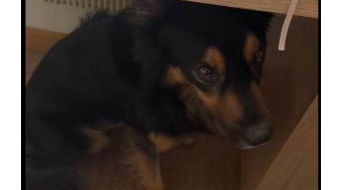 El perro que SÍ supo como afrontar el temblor en Colombia El perro que SÍ supo como afrontar el temblor en Colombia