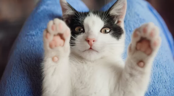 Gatos - mascotas
