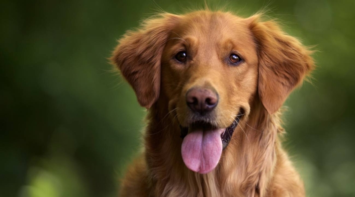Perro Golden retriever