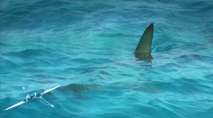 Tiburón - imagen de referencia- taque a turista en playa Tiburón - imagen de referencia