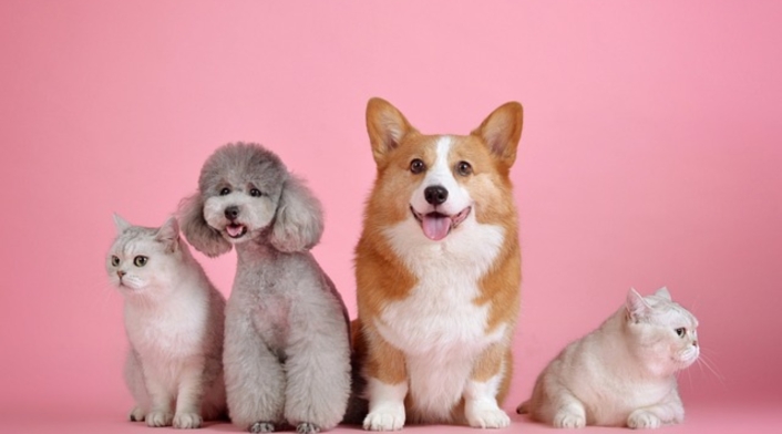 Los animales de verdad entienden lo que les decimos? Los animales de verdad entienden lo que les decimos?