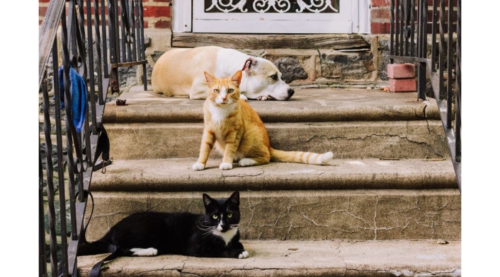 Perros y gatos, mascotas: microchip Perros y gatos, mascotas: microchip