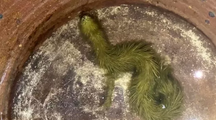 “Nunca antes había visto una serpiente que se viera así. “Nunca antes había visto una serpiente que se viera así.
