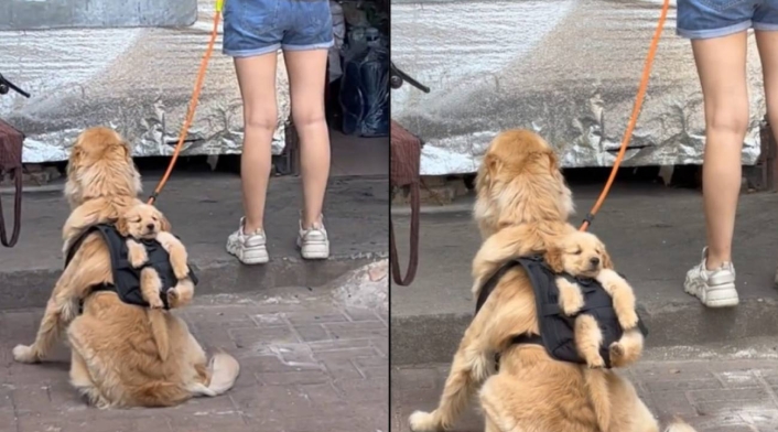 Perrito que carga a su hijo en una maleta se volvió viral Perrito que carga a su hijo en una maleta se volvió viral