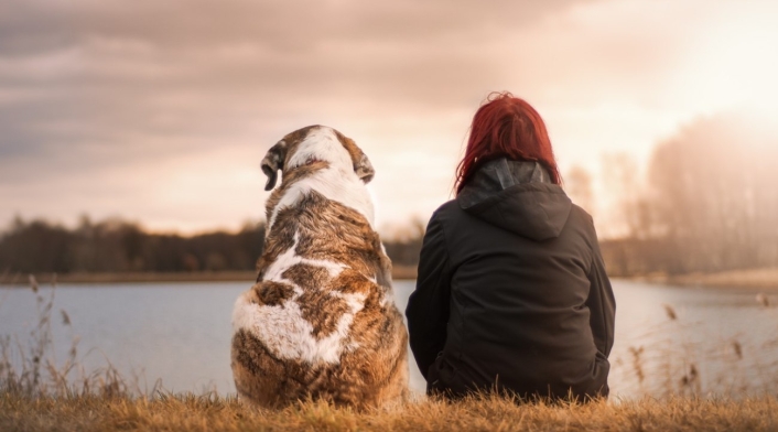 Perro vejez de la mascota