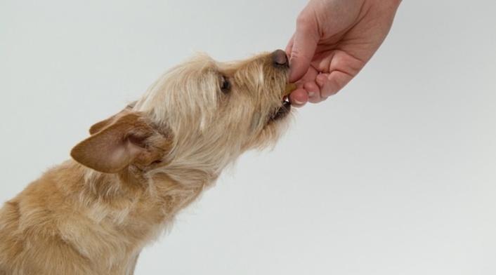 Perro comiendo Perro comiendo