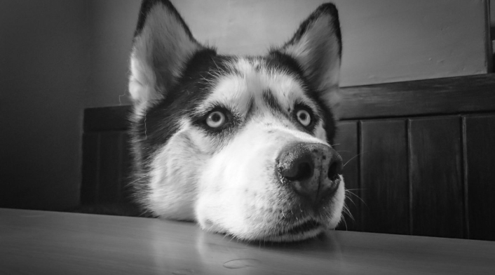 Perrito es rescatado de su maltratador gracias a video viral Perrito Husky Siberiano