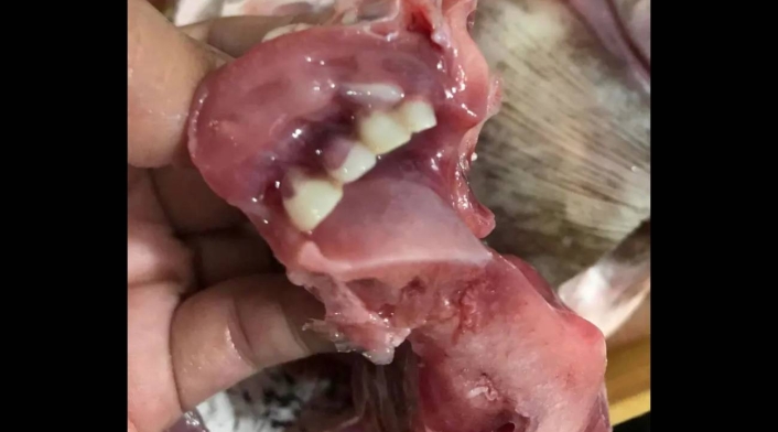 Pescado con dentadura humana
