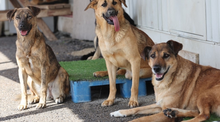 Animales durante temblor Animales durante temblor