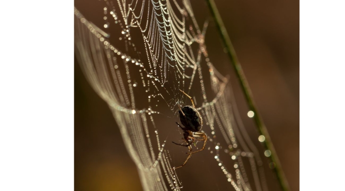 Araña-buena suerte para la casa