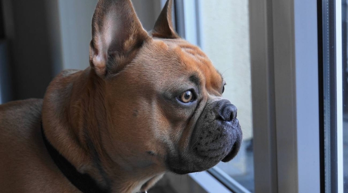 Bulldog francés