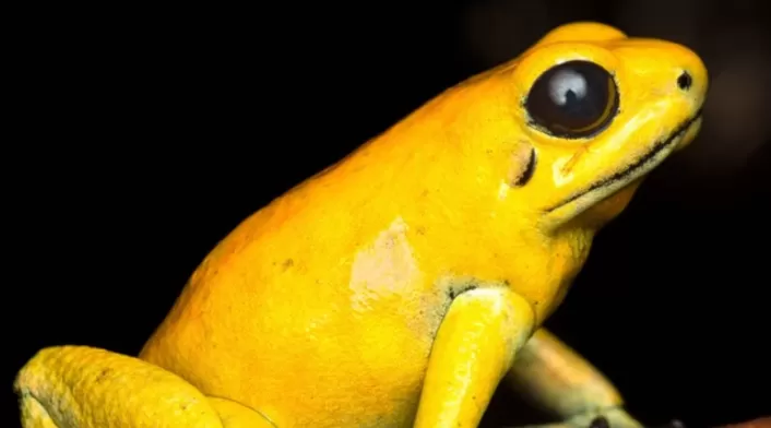 El animal más venenoso del mundo El animal más venenoso del mundo