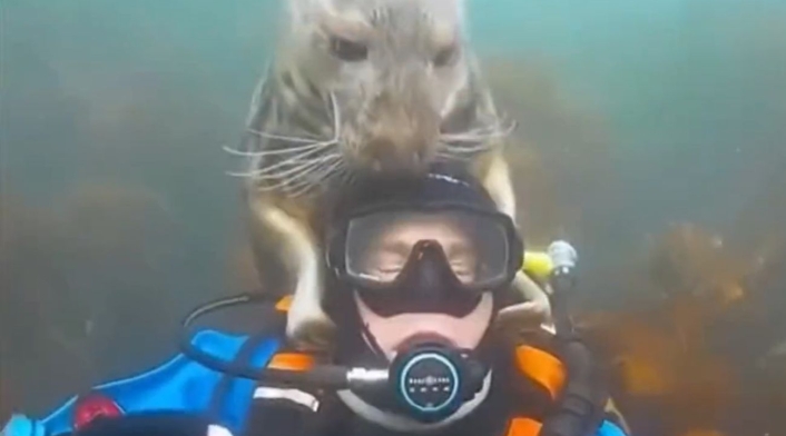 Foca trata de salvar a buzo que ella cree se está ahogando Foca trata de salvar a buzo que ella cree se está ahogando