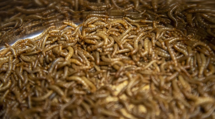 Harina de gusanos puede ser la próxima proteína Harina de gusanos puede ser la próxima proteína