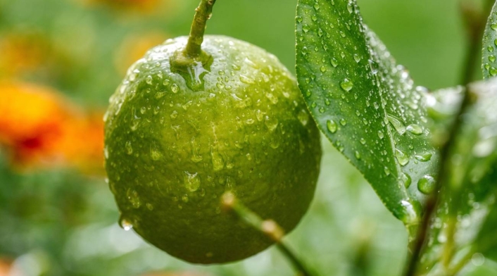 Limón Limón