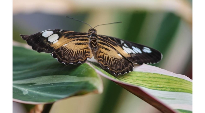 Mariposa negra, Qué significa Mariposa negra, Qué significa