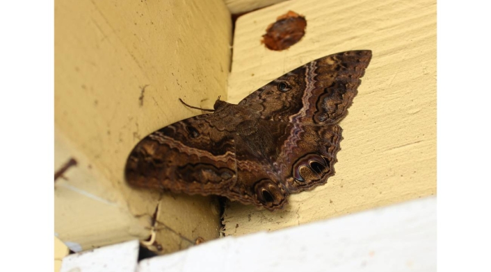 Mariposa negra, Qué significa Mariposa negra, Qué significa