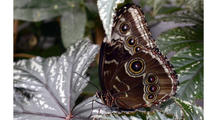 Mariposa negra, Qué significa Mariposa negra, Qué significa