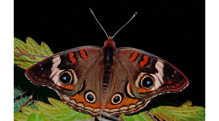 Mariposa negra, Qué significa Mariposa negra, Qué significa