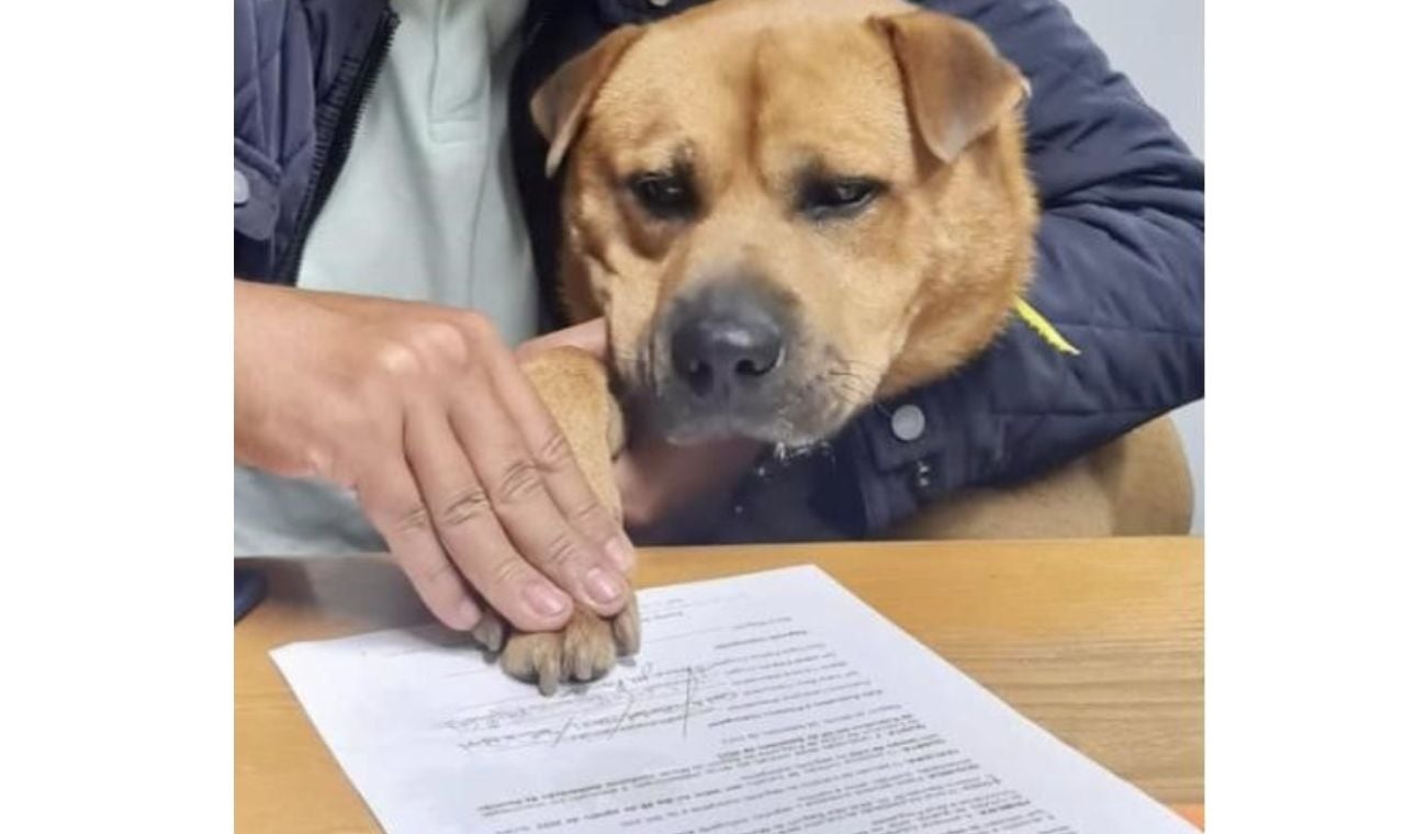 Perrito boris firma contrato en empresa que lo contrató para dar amor Perrito boris firma contrato en empresa que lo contrató para dar amor