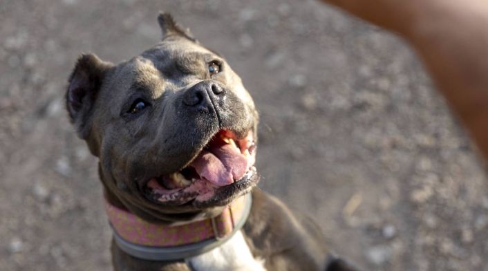 Perro American Bully XL