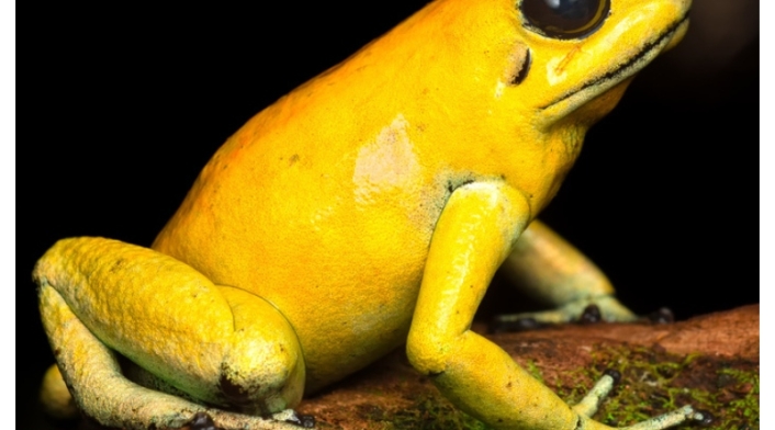 Rana, el animal más venenoso del mundo se encuentra en Colombia
