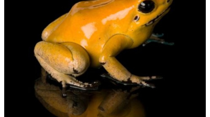 Rana, el animal más venenoso del mundo se encuentra en Colombia