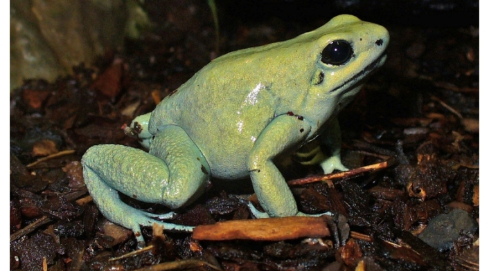 Rana, el animal más venenoso del mundo se encuentra en Colombia
