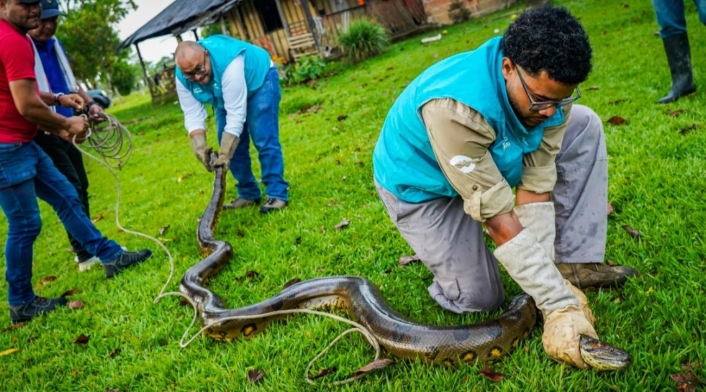 Anaconda hallada en en el Meta, Colombia