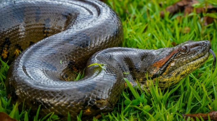 Anaconda rescatada en el Meta