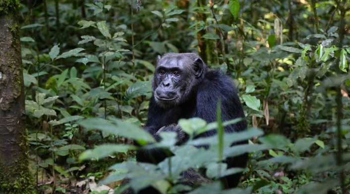 Chimpancé