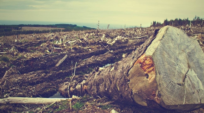 Deforestación